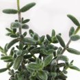Pickle Plant Delosperma Echinatum Starter Plant, 4-7 Inches Tall in ...