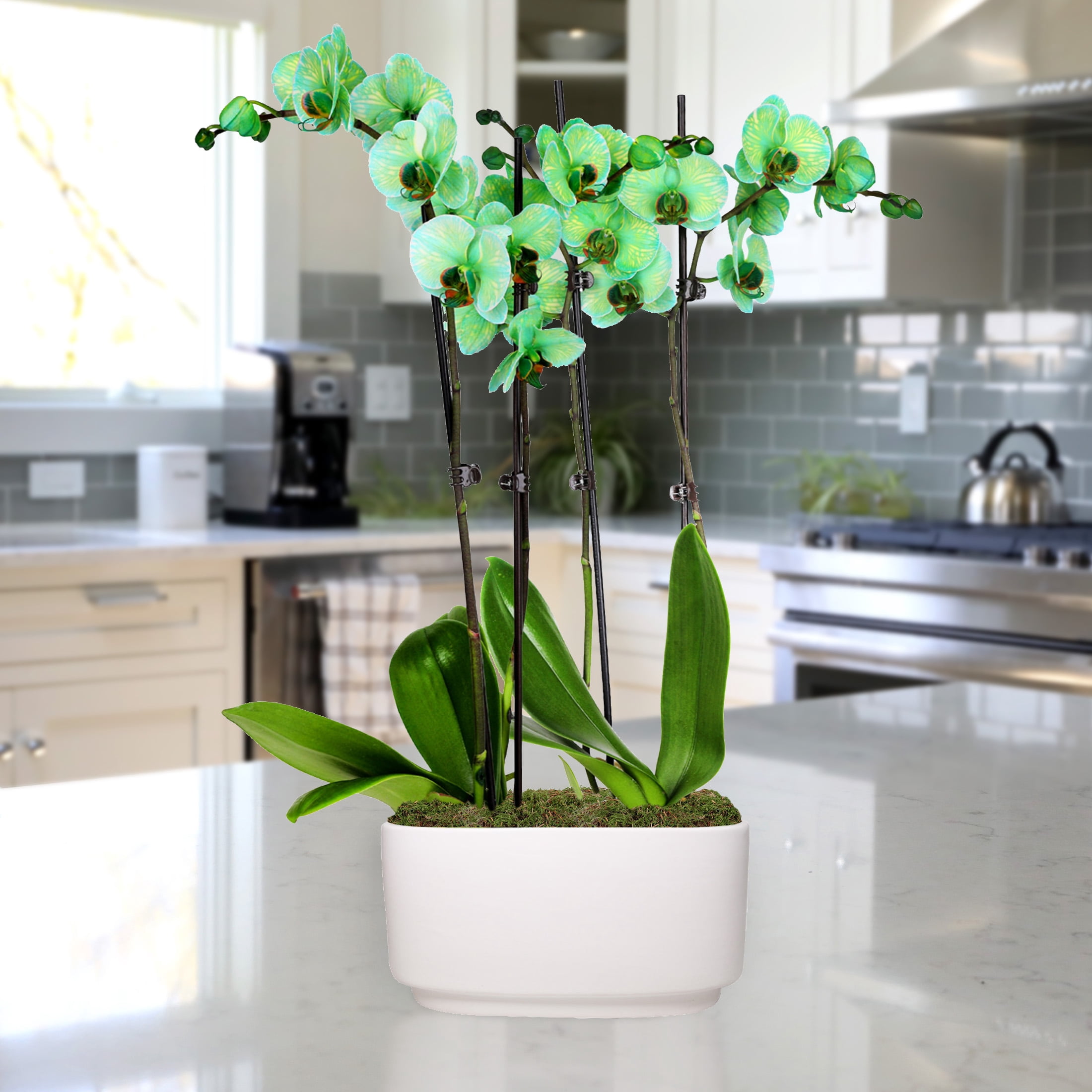 Just Add Ice 10" Green Watercolor Duo in White Ceramic Pot