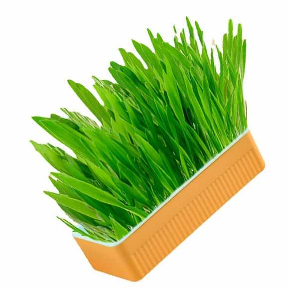 Hydroponic Cat Grass Kit - Soil Free Growing With Catnip, Contains Cat Grass And Planter - Promotes Digestion And Oral Health, Convenient For Indoor Household