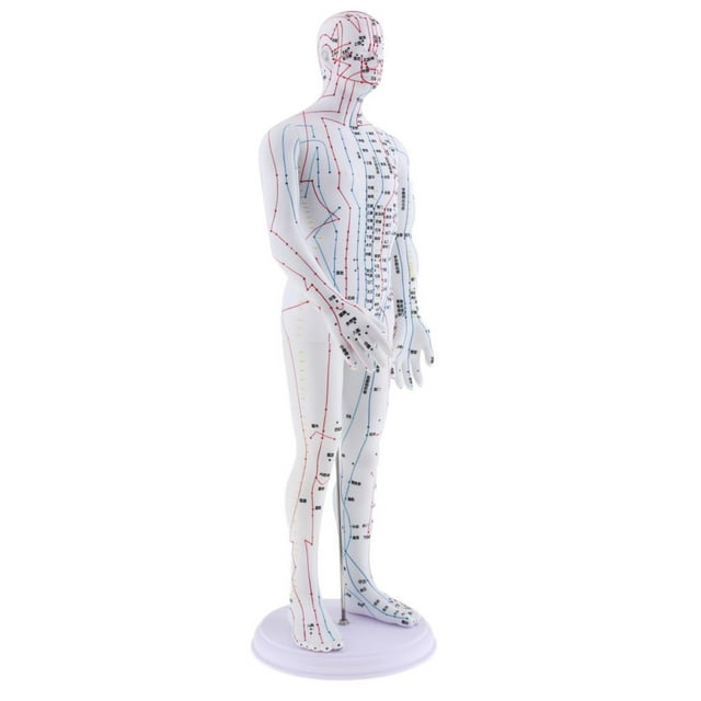 koolsoo Modèle Anatomique Humain Masculin avec Points, Hauteur 20 Pouces