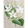 thumbnail image 2 of Curtis  19x24 Black Ornate Wood Framed with Double Matting Museum Art Print Titled - Alabaster Blooms II, 2 of 4