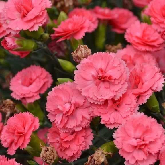 Proven Winners 6" Pink Fruit Punch 'Classic Coral' Pinks Live Plant in 6.5" Pot