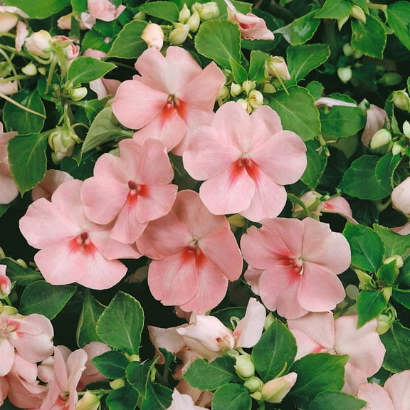 Outsidepride Impatiens Baby Pink - 2000 Seeds