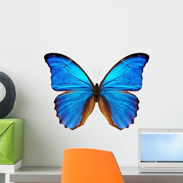 Blue Morpho Butterfly Wall Decal by Wallmonkeys Peel and Stick Graphic
