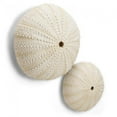 thumbnail image 2 of Round Urchin Wall Decor, 2 of 2