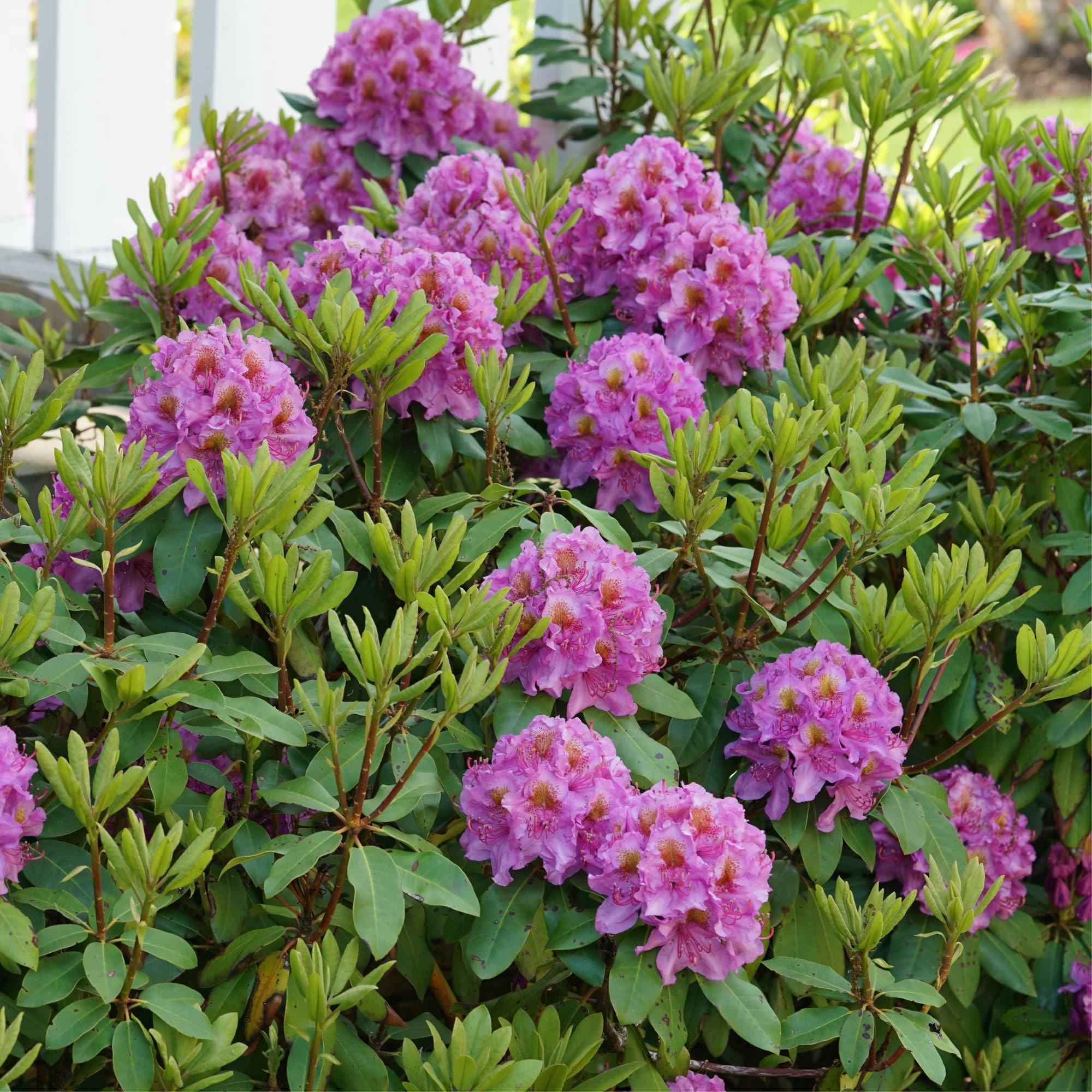 Proven Winners ColorChoice 5" Dandy Man Purple Rhododendron Live Plant in 4.5" Pot (4 Count)