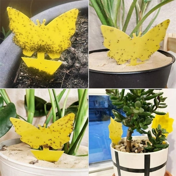 indoor cactus plants for sale Cutest Little Mini Cactus Pack | Live Cactus Assorted Pack for Sale Online main image 1