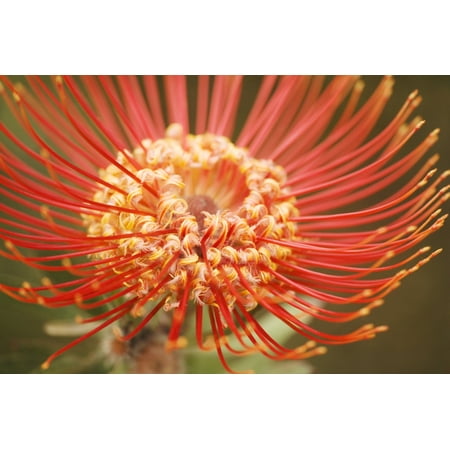Posterazzi Hawaii Upcountry Maui Extreme Close-Up Of Red Pin Cushion Protea Canvas Art - Ron Dahlquist Design Pics (34 x 22)