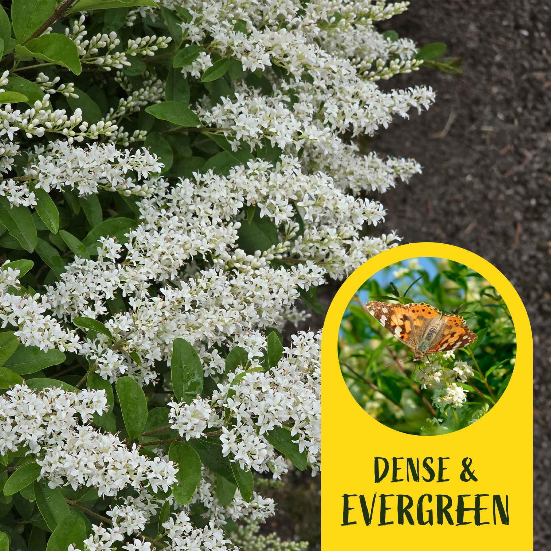 2 Waxleaf Privet Plants in 3.5” Cubes | Live Evergreen Shrub with Dense Glossy Foliage | Fast-Growing Perennial Hedge for Privacy Screens, Landscaping, & Containers (Ligustrum japonicum ‘Texanum’)