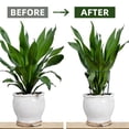 thumbnail image 7 of WLGJL 12 Pack Tall Snake Plant Support Stakes Half Round Peony Cages and Supports for Indoor and Outdoor Plants – Plant Cage Ring Support for Flower - Peony, Tomato, Hydrangea, 7 of 7