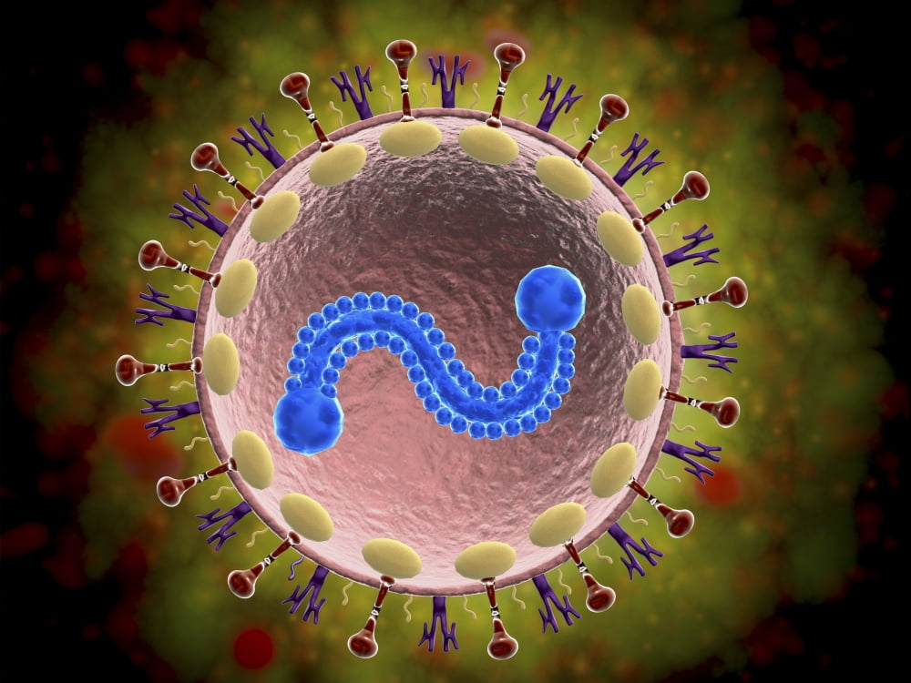 Microscopic view of human respiratory syncytial virus (RSV). RSV causes