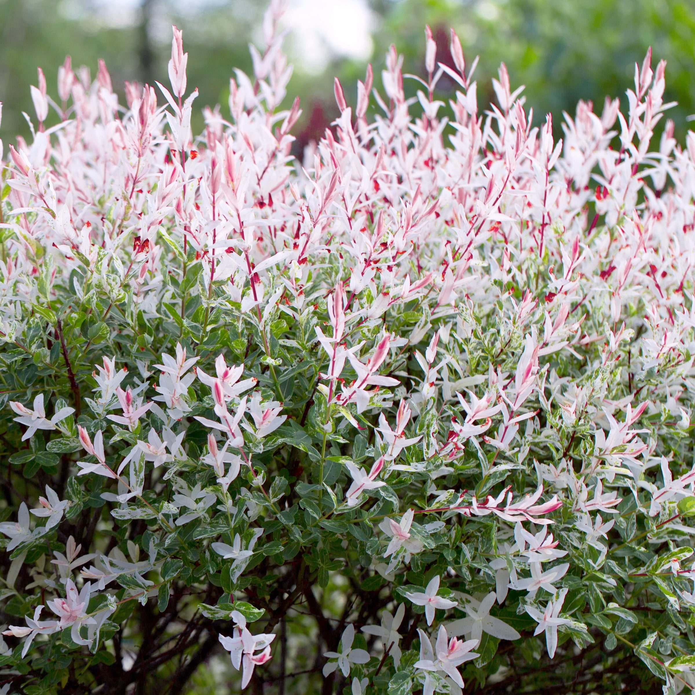 National Plant Network 3 gal Hakuro Nishiki Willow Live Tree
