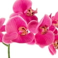 thumbnail image 4 of Northlight Real Touch™ Artificial Spring Orchids in a Striped Ceramic Pot - 2' - Pink, 4 of 7