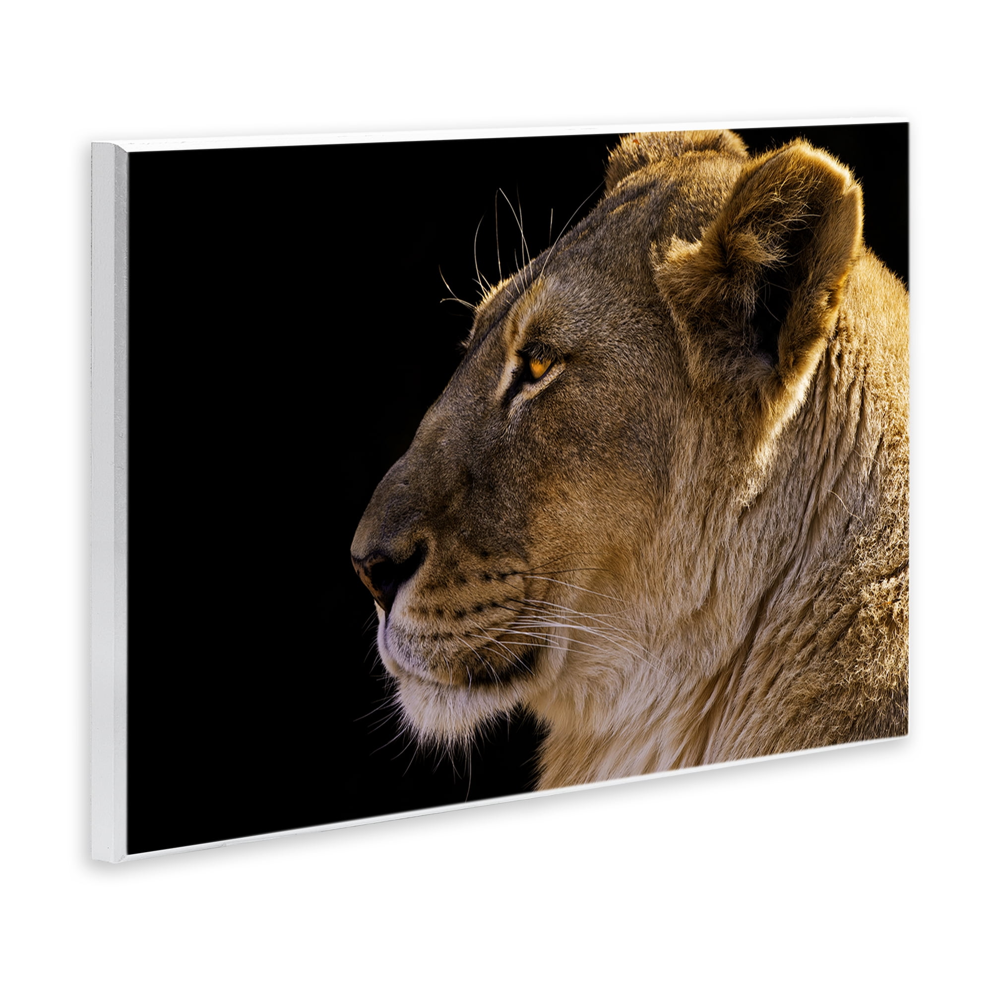 Stupell Industries Fierce Lion Looking Left Animals Photography Unframed Art Print Wall Art, 19 x 13