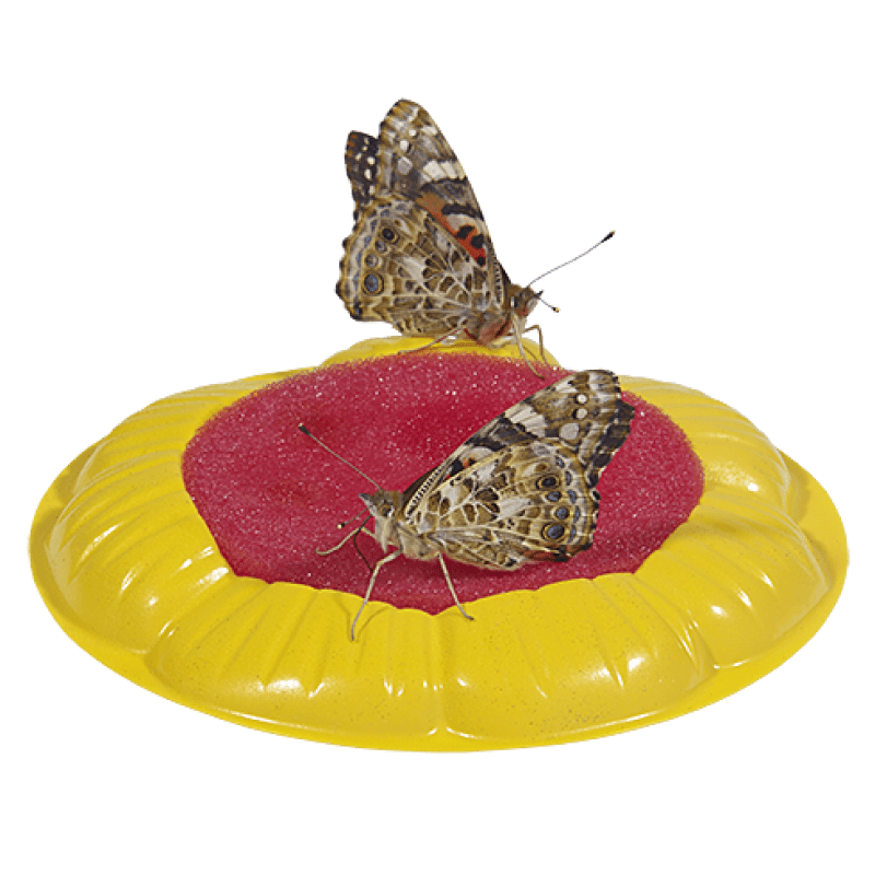 Butterfly Garden® With Live Cup of Caterpillars™