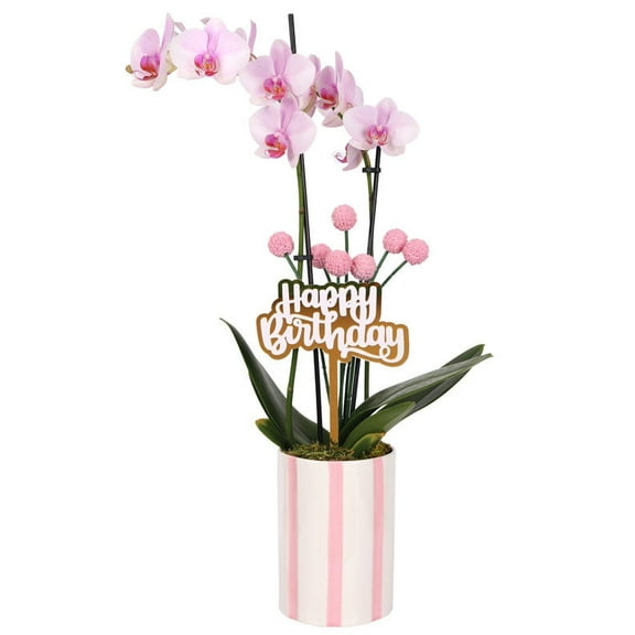 From You Flowers - Whimsical Pink Birthday Orchid