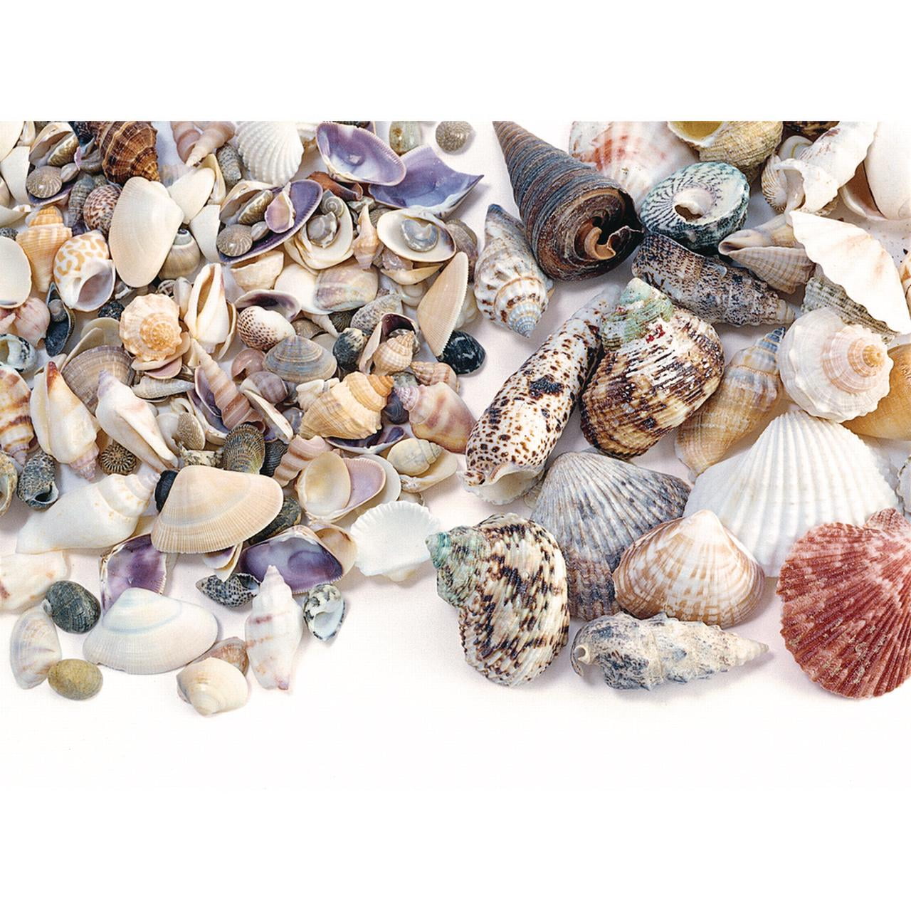 Shells 3/4. Small Seashell.