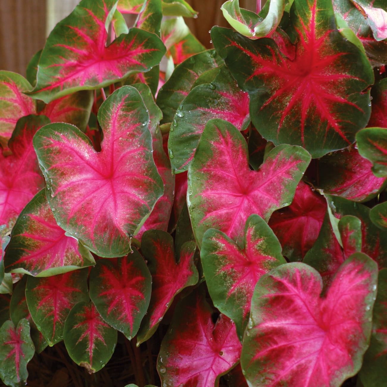 Van Zyverden Caladium Florida Cardinal Dormant Bulb Full Shade Multi ...