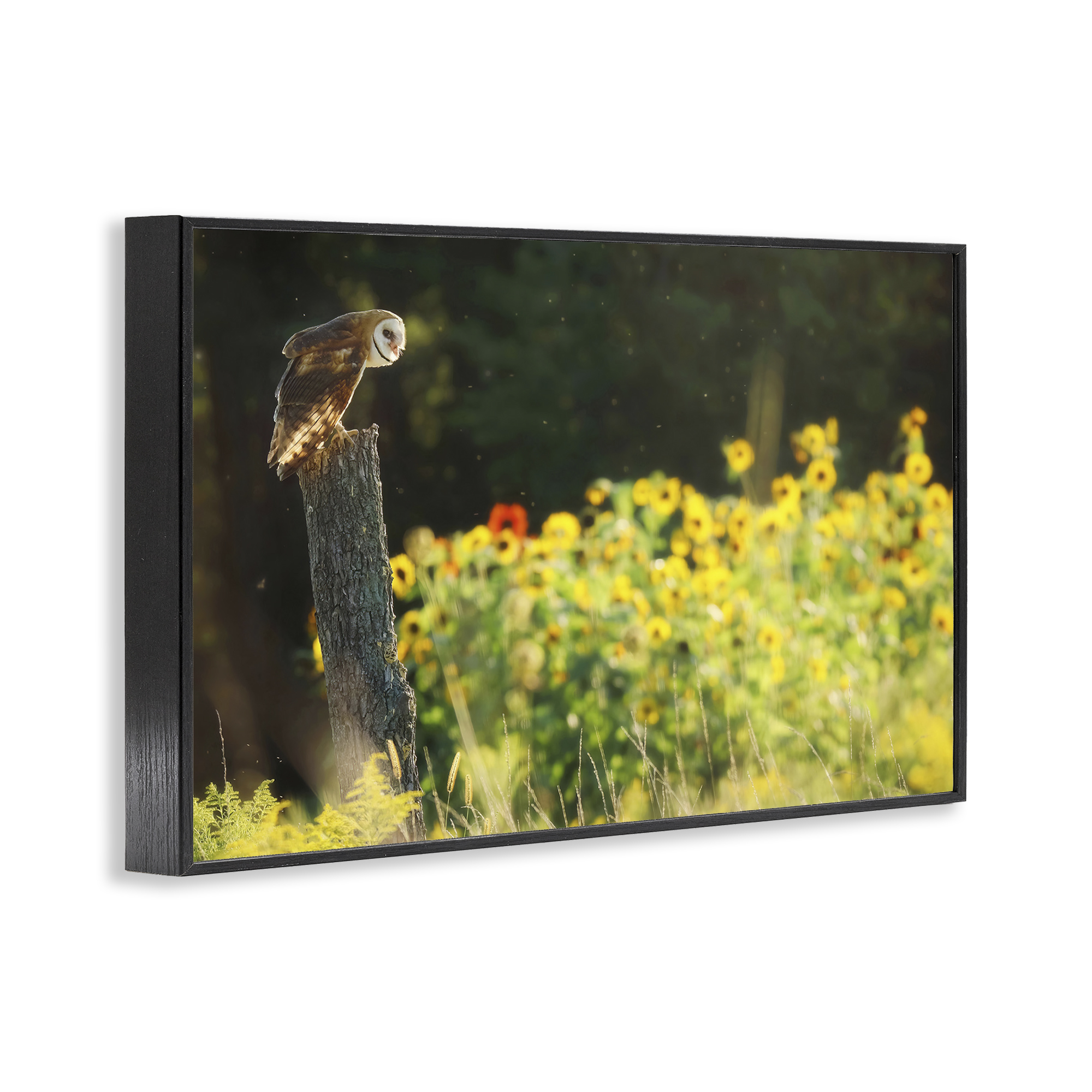 Stupell Industries Owl Perched in Meadow Landscape Photography Black Framed Art Print Wall Art, 30 x 20