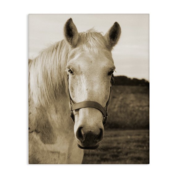 Stupell Industries Cottage Rustic Sepia tone Portrait of White Horse Canvas Art, 24 x 30, by Suzanne Foschino