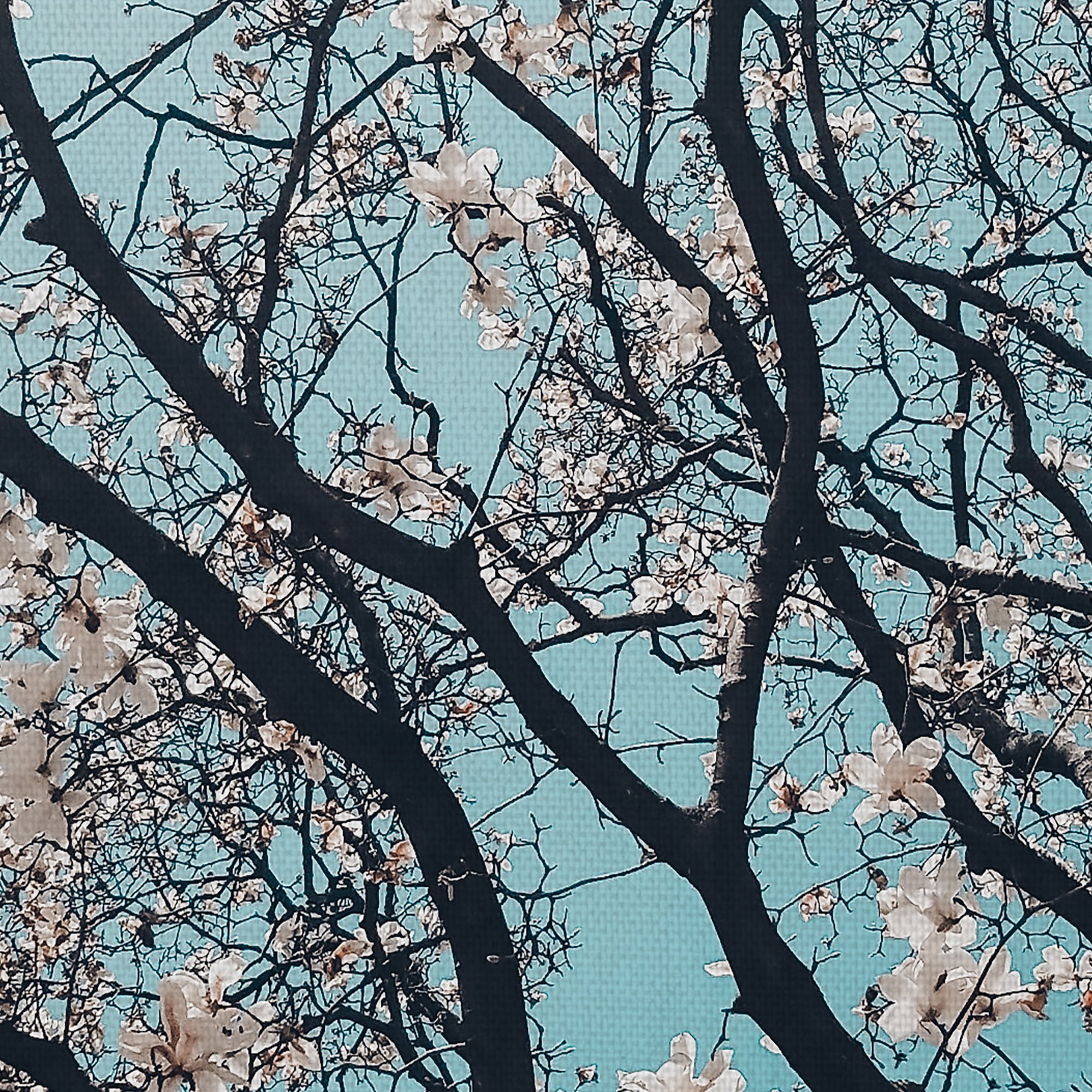 Masterpiece Art Gallery Signs of Spring Cherry Flower Blossoms by Meric Dagli Canvas Art Print 30" x 40"