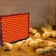 thumbnail image 5 of Calentador para gallinero, 145 vatios, calor radiante, calentador para pollos, energéticamente eficiente, más seguro que la lámpara criadora, 5 of 8