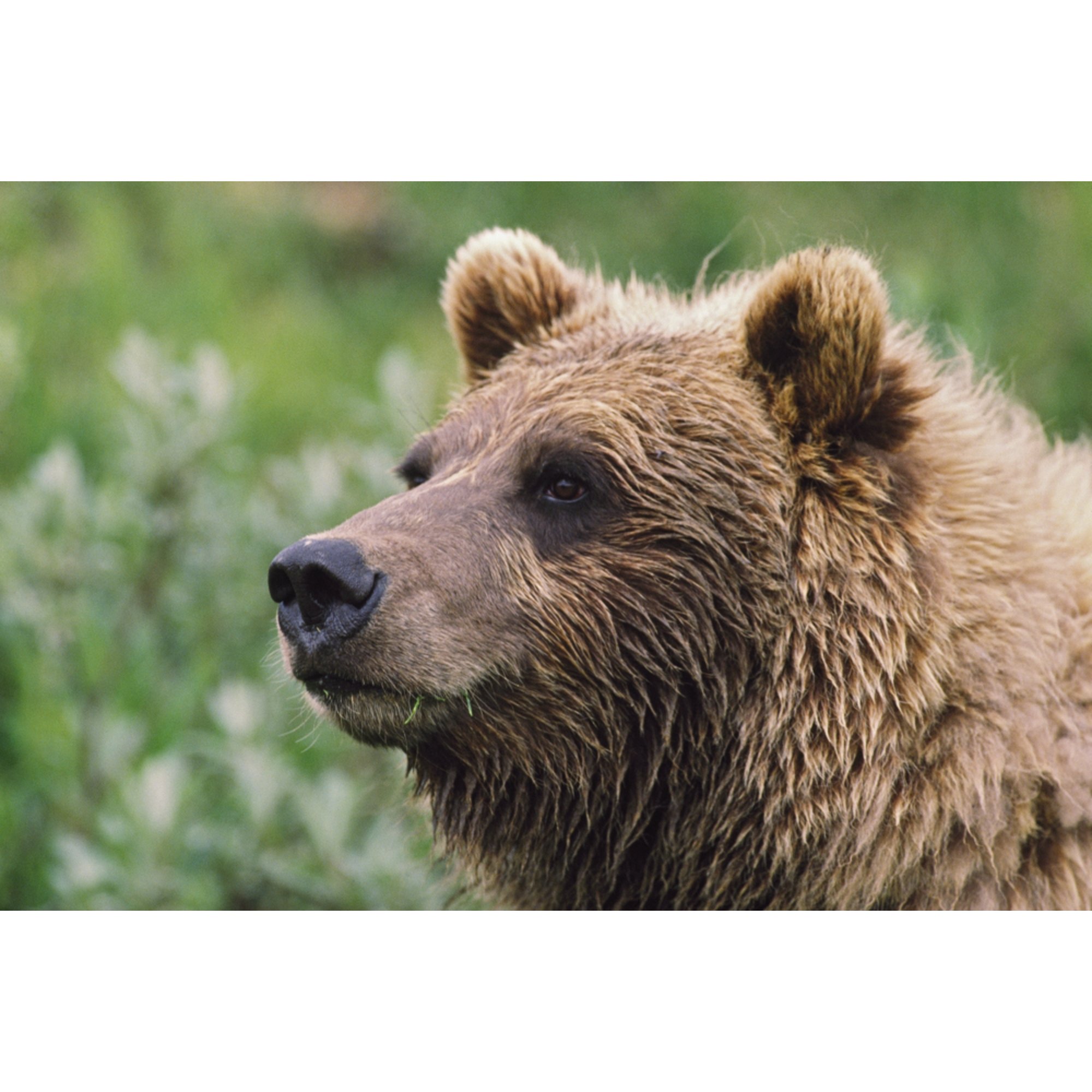 Grizzly Bear Portrait Denali National Park And Preserve Alaska Usa Canvas Art - David Ponton Design Pics (19 x 12)
