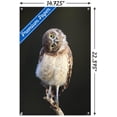 thumbnail image 3 of Curious Burrowing Owlet Wall Poster with Push Pins, 14.725" x 22.375", 3 of 6