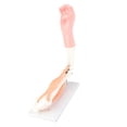thumbnail image 4 of Modelo de brazo móvil Modelo anatómico de movimiento de la articulación del codo Accesorio didáctico para escuela primaria, 4 of 14