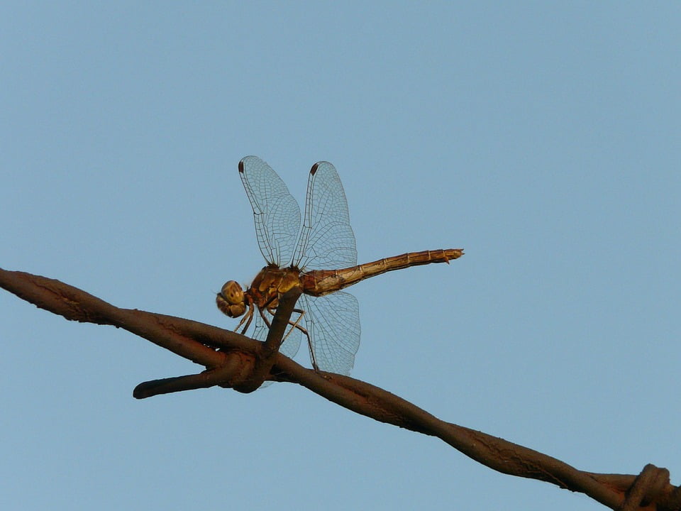Бабочки стрекозы на бревнах на дереве фото Wallpaper Nature Dragonfly Insect-20 Inch By 30 Inch Laminated Poster With Brigh