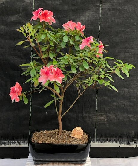 9cm Pot Dwarf Rhododendron Bengal Dark Red Flowers Garden Shrub Plant 9cm Pot Dwarf Rhododendron Bengal Dark Red Flowers Garden Shrub Plant