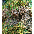 thumbnail image 5 of TomorrowSeeds - PRE-ORDER NOW! SHIPS SEPTEMBER 2026 - Music Hardneck Garlic - 2 Bulbs (Heads), 5 of 9