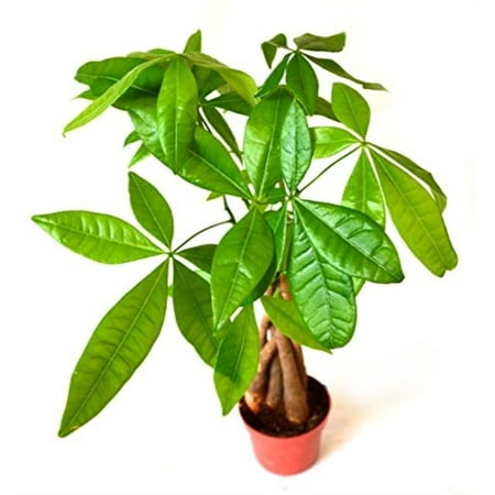 9GreenBox - 5 Money Tree Plants Braided into 1 Tree -Pachira-4