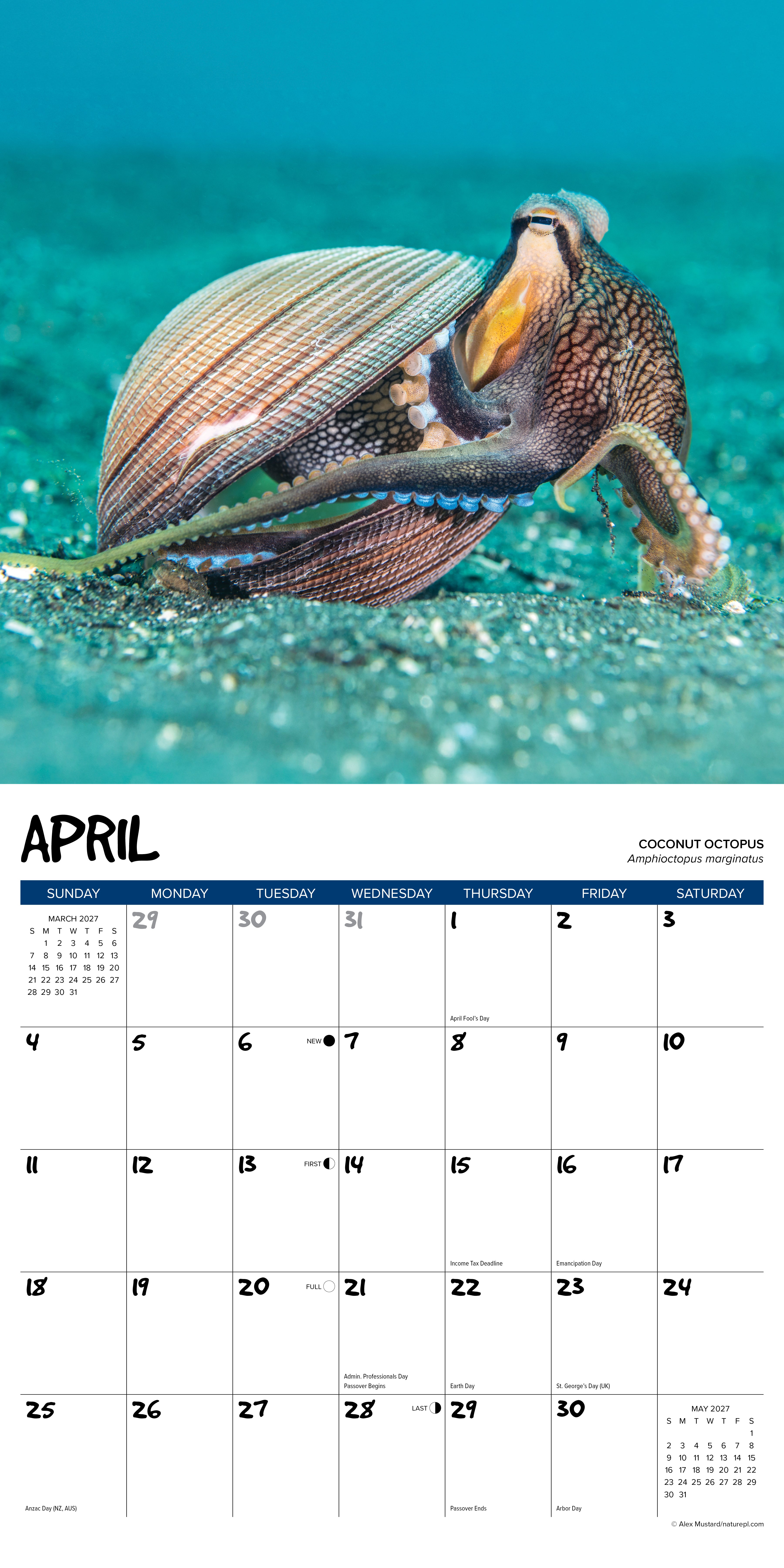 Willow Creek Press, Octopus 2027 Wall Calendar