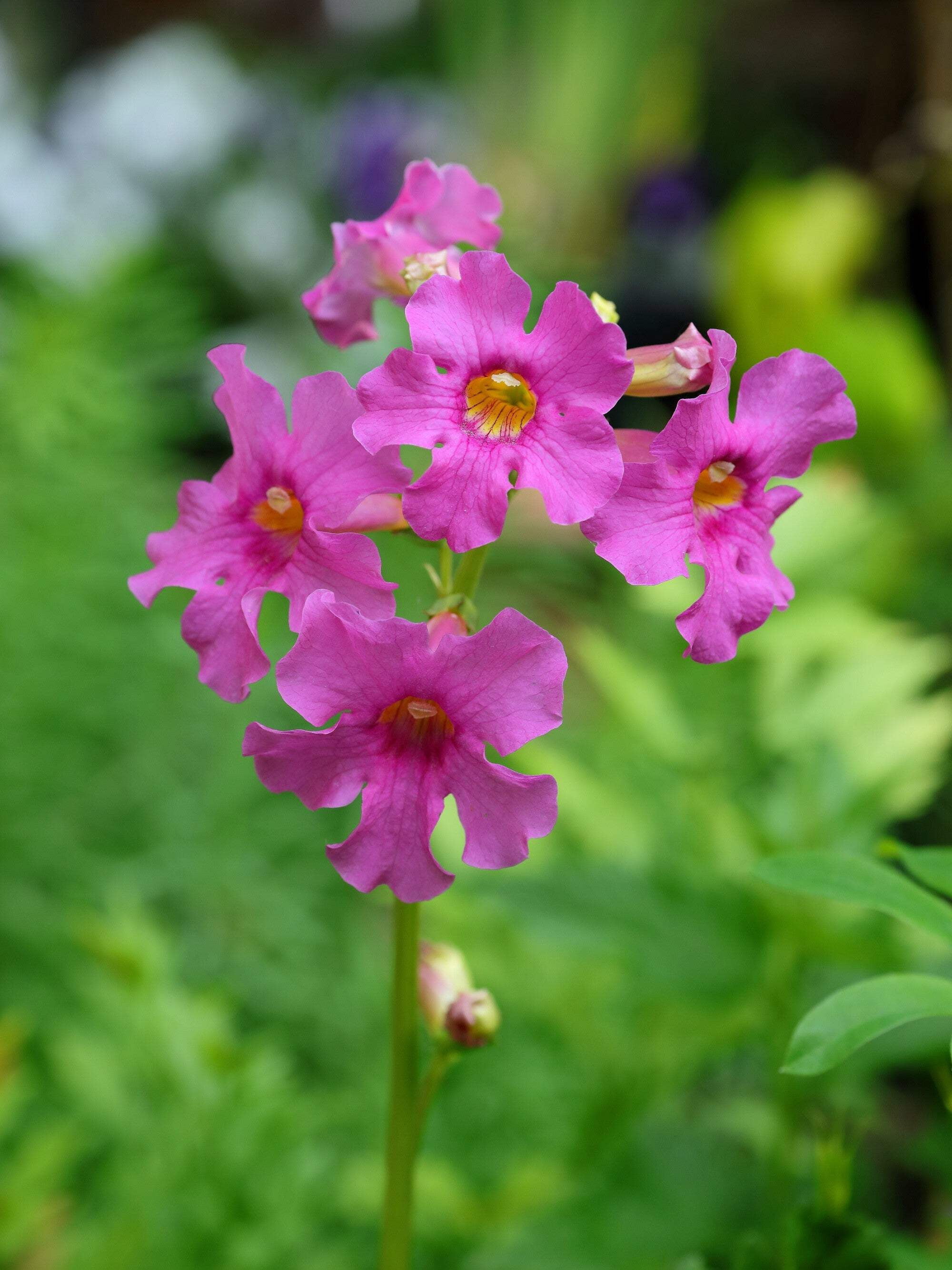 Seedville Incarvillea Delavayi Flower Seeds - Thumbnail 3