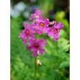 thumbnail image 6 of 10 Cheron PINK HARDY GLOXINIA Incarvillea Delavayi Flower Seeds, 6 of 9