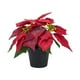 thumbnail image 2 of Planta de Pascua artificial navideña Plantas artificiales en maceta Plantas artificiales Estilo B, 2 of 9