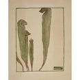 thumbnail image 3 of Hannah Borger Overbeck 12x14 Black Modern Framed Museum Art Print Titled - Pitcher Plant (circa 1915), 3 of 5