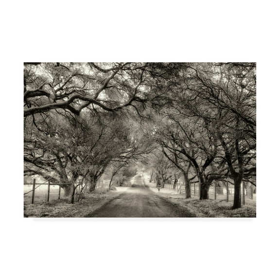 Trademark Fine Art 'Canopy On Trees' Canvas Art by Lucy Aro