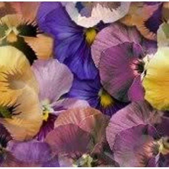 Seedville 250 Swiss Giants Mixed Pansy Plant Seeds