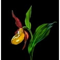 thumbnail image 2 of De Angelli, Nora 26x27 Gold Ornate Wood Framed with Double Matting Museum Art Print Titled - Macro CloseUp Photograph of The Ladys Slipper Orchid  Flower In the Wild, 2 of 4