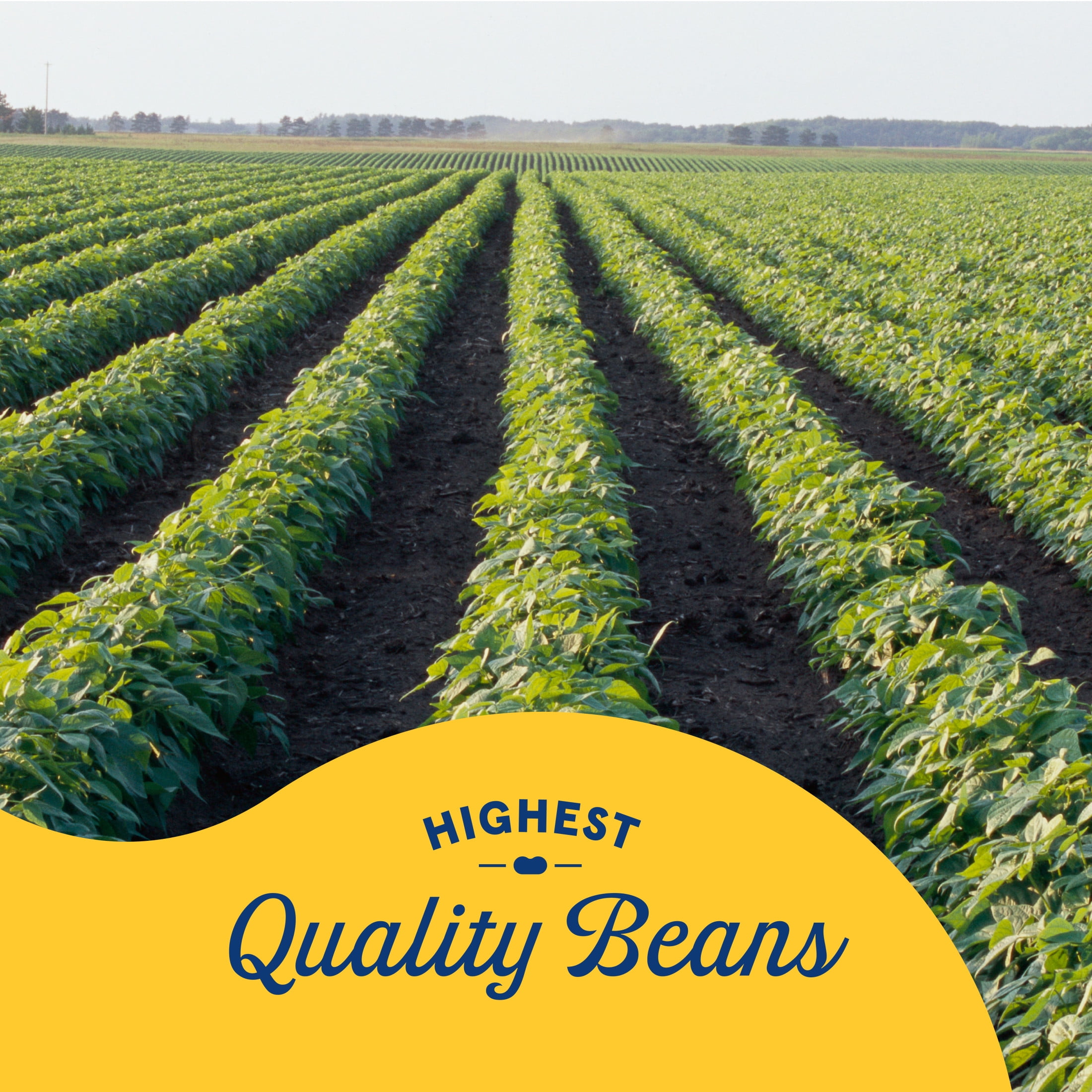 (12 pack) Bush's Black Beans, Canned Beans, 15 oz