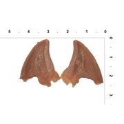Woochie by Cinema Secrets Werewolf Ears Tips
