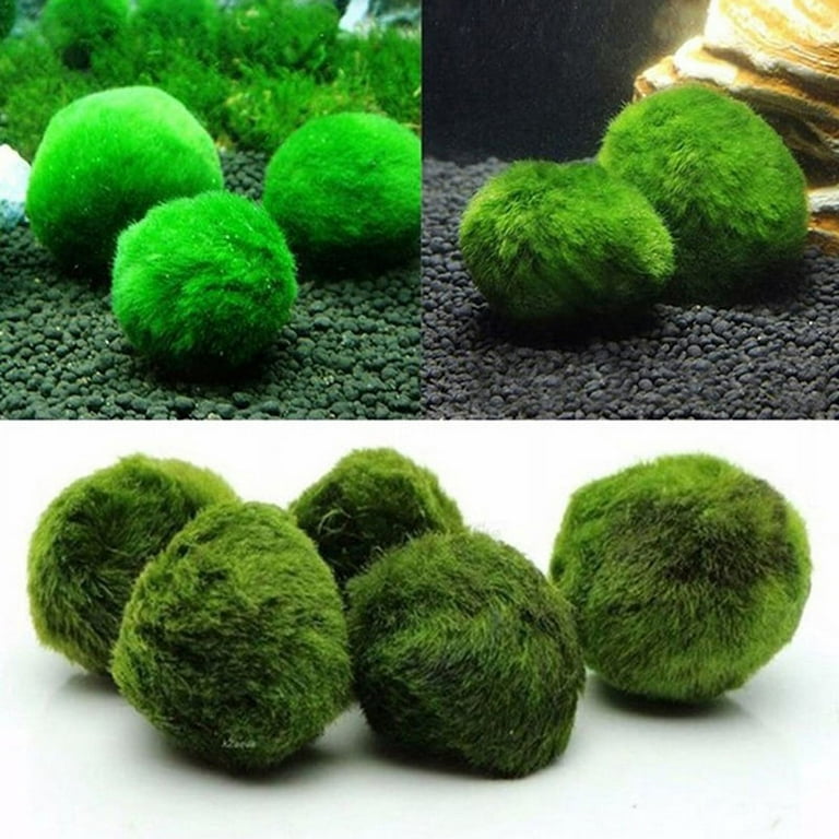 Marimo Moss Ball Filter Live Aquarium Plants Algae Fish Shrimp Tank  Ornament Decor Seaweed Ball Landscape Aquarium Accessories