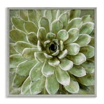 Stupell Industries Green Botanical Succulent Bloom Botanical & Floral Painting Gray Framed Art Print Wall Art, 24 x 24