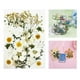 thumbnail image 4 of Flores secas reales para resina, flores prensadas secas naturales, resina seca grande blanco, 4 of 9