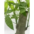 thumbnail image 4 of Money Tree Stump, Pachira aquatica, in 6 inch Pot, 4 of 7