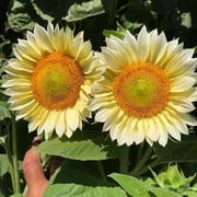 20 Procut White Lite Sunflower Seeds - For Summer Plantings