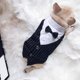 thumbnail image 5 of Ropa para mascotas Camisa para perro Esmoquin para perro Camisa de pajarita adecuada para boda Cachorro Bulldog francés Pug (L, Camisa de pajarita), 5 of 5
