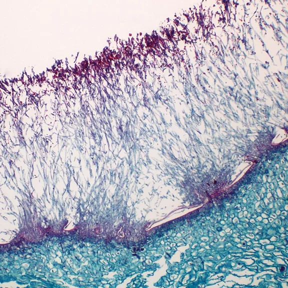 Penicillium, Sec., 12 M Microscope Slide